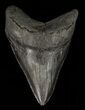 Fossil Megalodon Tooth - Visible Serrations #60495-1